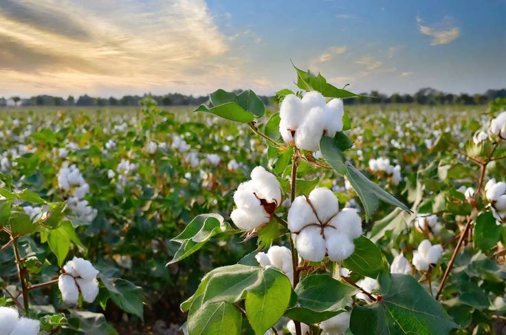 ผ้าฝ้าย( cotton)